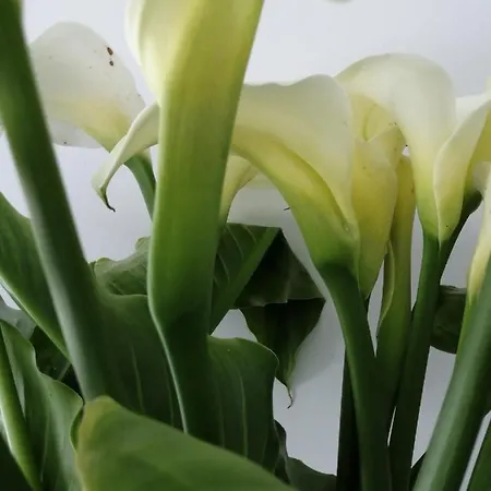 C'an Picafort Near The Sea * Can Picafort