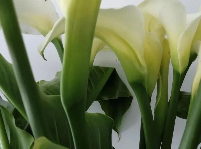 C'an Picafort Near The Sea * كان بيكافورت